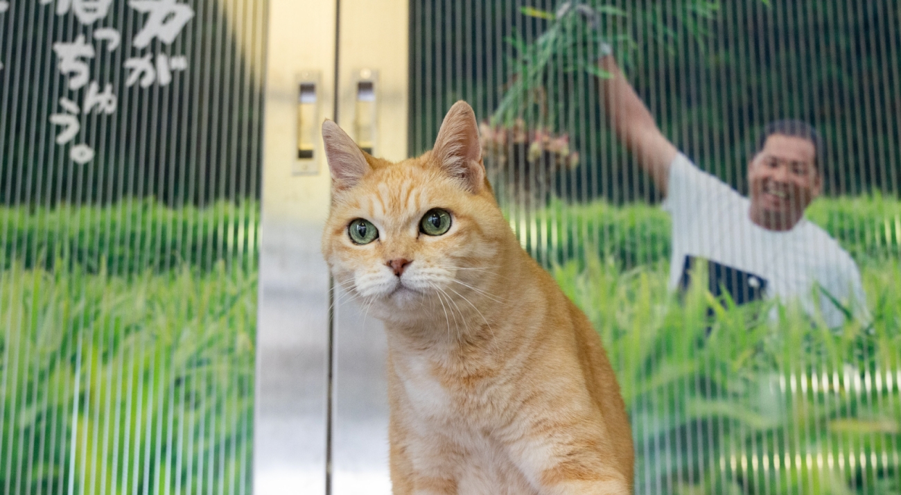 生姜猫ひろちゃんのモデル　アントニオ君